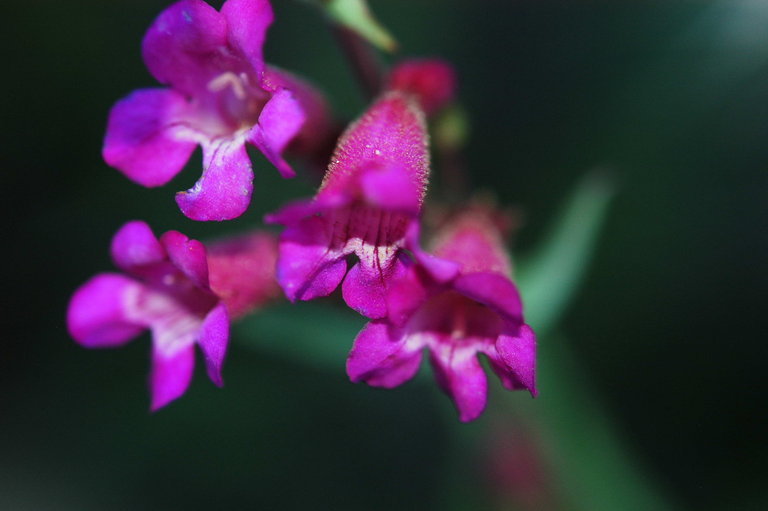 Image of San Jacinto beardtongue