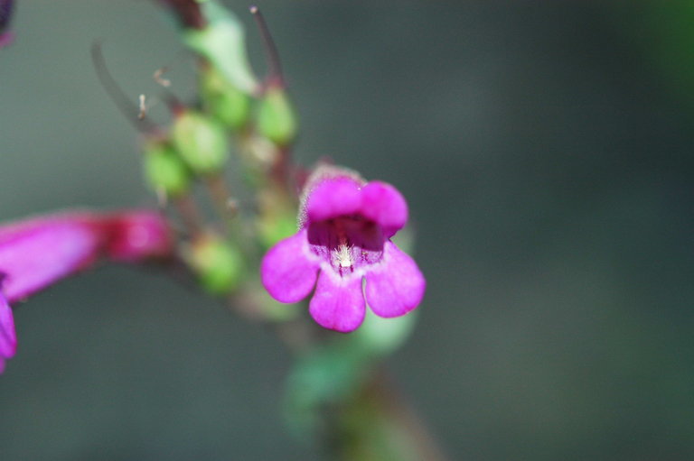 Image of San Jacinto beardtongue