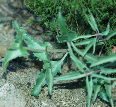 Image of San Jacinto beardtongue