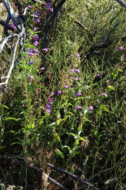 Слика од Penstemon spectabilis Thurb. ex Torr. & Gray