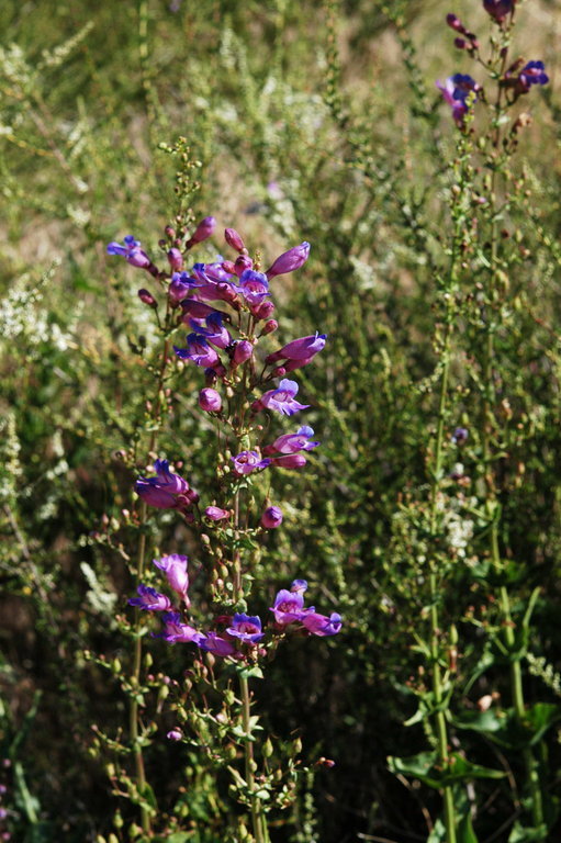 Слика од Penstemon spectabilis Thurb. ex Torr. & Gray