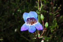 Слика од Penstemon spectabilis Thurb. ex Torr. & Gray