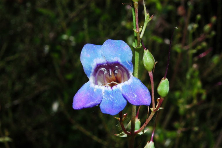 Слика од Penstemon spectabilis Thurb. ex Torr. & Gray