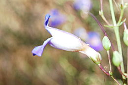 Слика од Penstemon spectabilis Thurb. ex Torr. & Gray