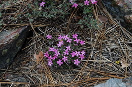 Image of spreading phlox