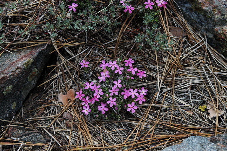 Image of spreading phlox