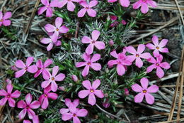 Image of spreading phlox