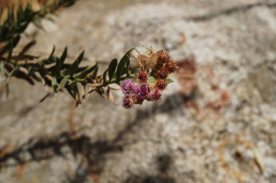 Plancia ëd Pluchea sericea (Nutt.) Coville