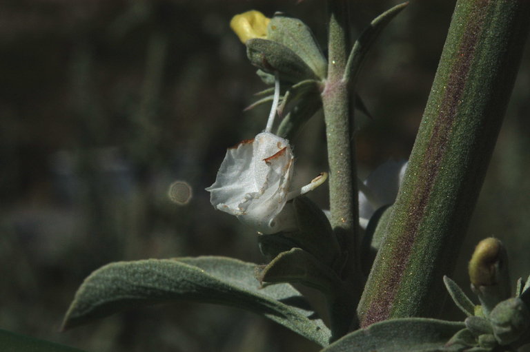 Image of white sage