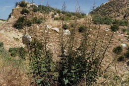 Image of California Figwort