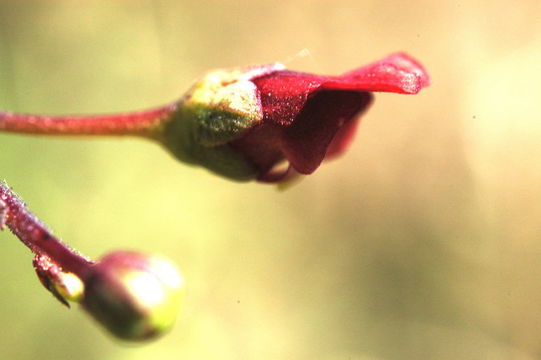 Scrophularia oregana Pennell resmi