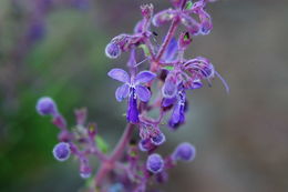 Trichostema parishii Vasey resmi