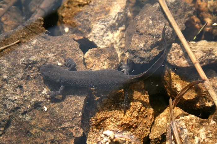 Image of Great Crested Newt