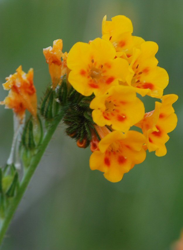 Image of Eastwood's fiddleneck