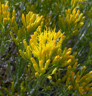 Image of Ericameria nauseosa var. speciosa (Nutt.) G. L. Nesom & G. I. Baird