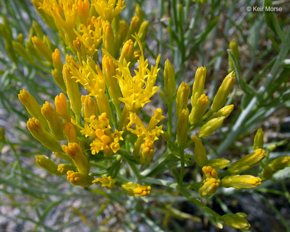 Image de Ericameria nauseosa var. speciosa (Nutt.) G. L. Nesom & G. I. Baird