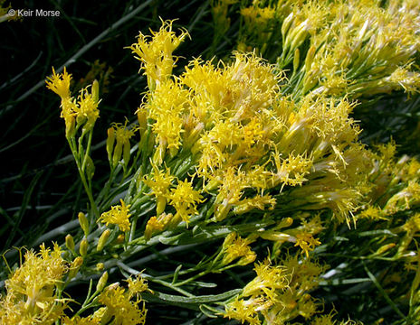 Image of Ericameria nauseosa var. speciosa (Nutt.) G. L. Nesom & G. I. Baird