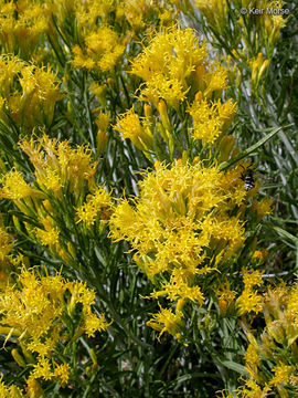 Image of Ericameria nauseosa var. speciosa (Nutt.) G. L. Nesom & G. I. Baird