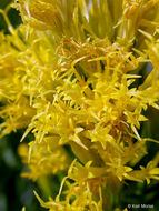 Image of Ericameria nauseosa var. speciosa (Nutt.) G. L. Nesom & G. I. Baird