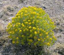 Image of Ericameria nauseosa var. speciosa (Nutt.) G. L. Nesom & G. I. Baird