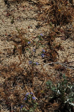 Image de Eriastrum sapphirinum (Eastw.) Mason