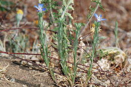 Image of sapphire woollystar