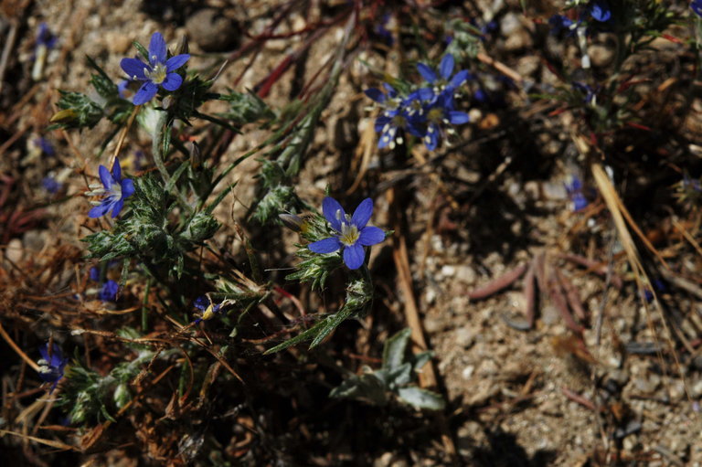 Image of sapphire woollystar