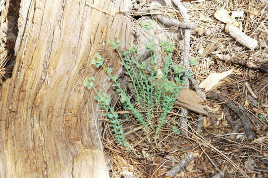 Слика од Euphorbia lurida Engelm.