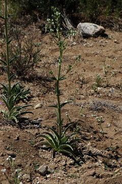 Image of Coahuila frasera