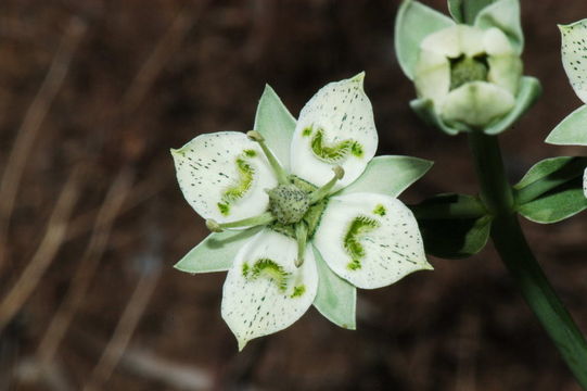 Image of Coahuila frasera