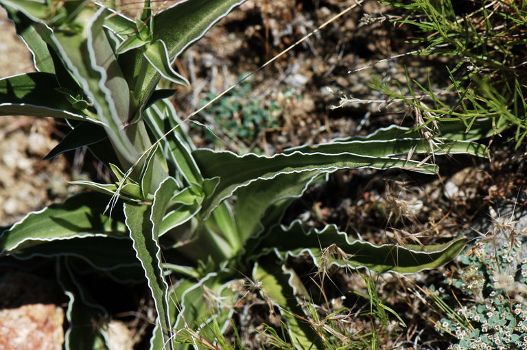 Image of Coahuila frasera