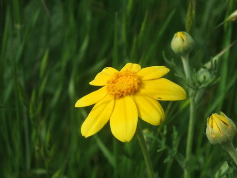 Image of San Joaquin adobe sunburst