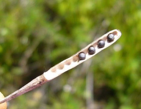 Image of charlock mustard