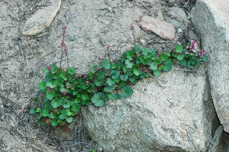 Image of Mill Creek alumroot