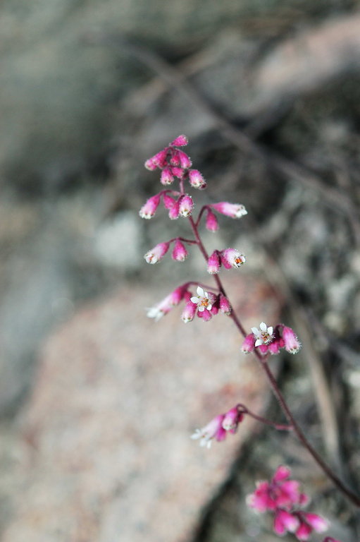 Image of Mill Creek alumroot