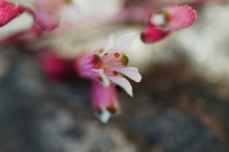 Image of Mill Creek alumroot