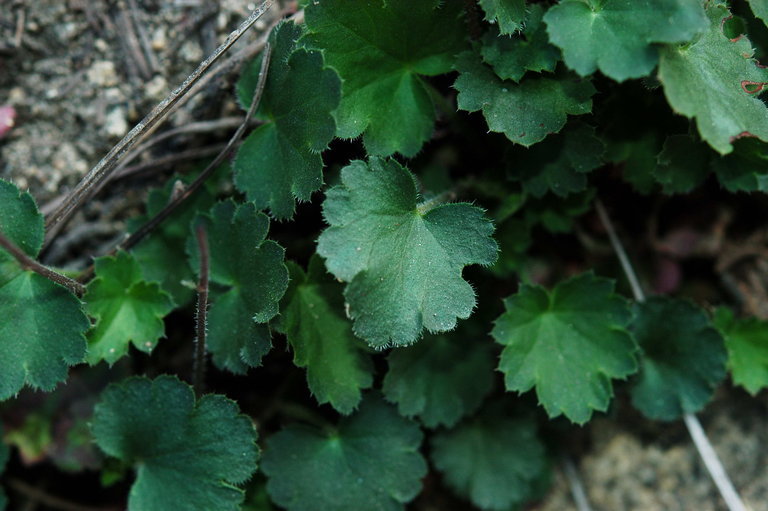 Image of Mill Creek alumroot