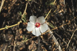 Imagem de Hibiscus denudatus Benth.