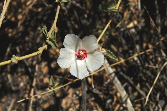 Image of paleface