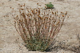 Plancia ëd Hulsea vestita subsp. callicarpha (Hall) Wilken