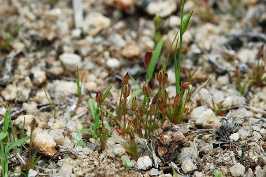 Слика од Juncus bryoides F. J. Hermann