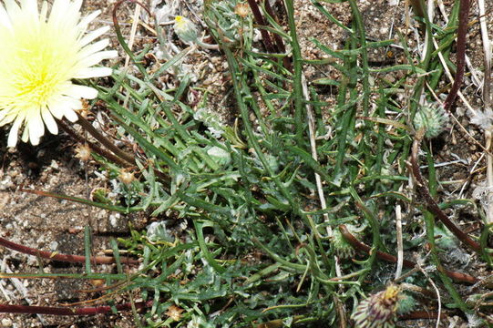 Image of California desertdandelion