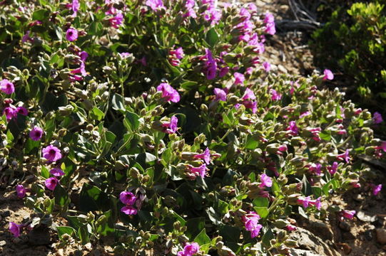 Sivun Mirabilis multiflora (Torr.) Gray kuva