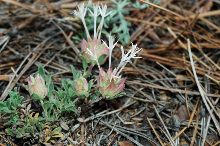 Image of yellow monardella