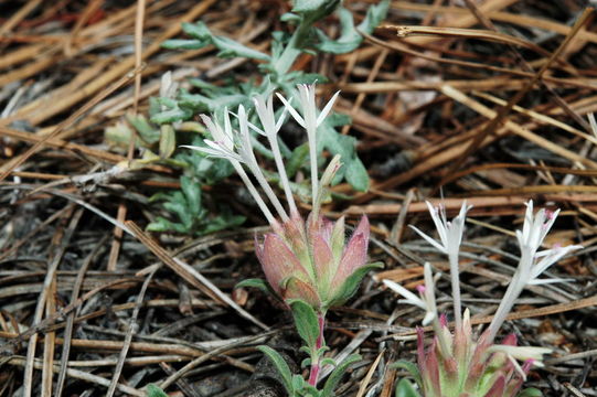 Image of yellow monardella