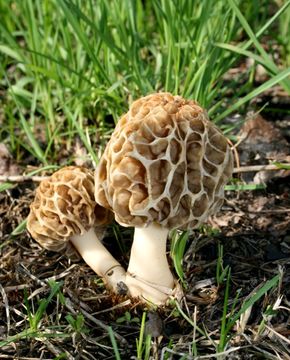 Image of Morchella esculenta (L.) Pers. 1801