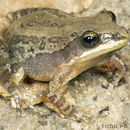 Image of Southern Chorus Frog