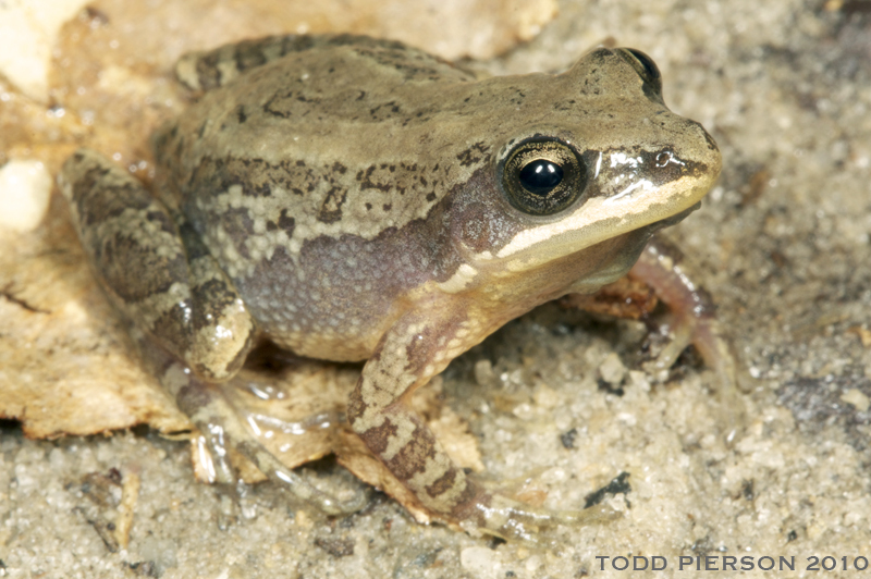 Image of Southern Chorus Frog