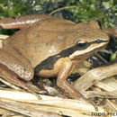 Image of Brimley's Chorus Frog