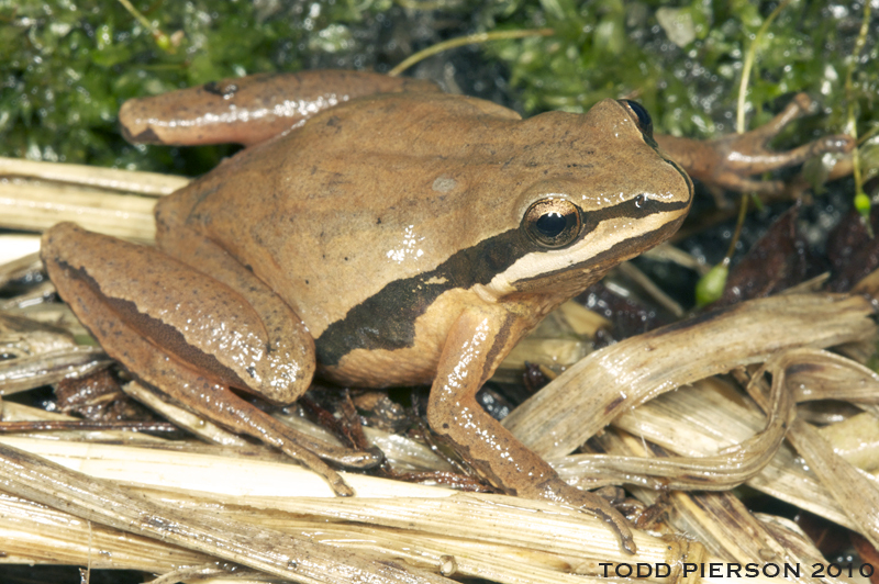 Слика од Pseudacris brimleyi Brandt & Walker 1933